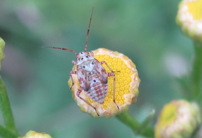 Miridae: ninfa di Lygus pratensis